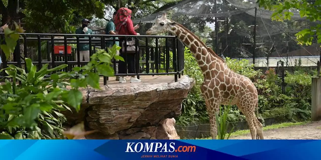 Ingin Jadi Perawat Satwa di Bandung Zoo Saat Libur Sekolah, Catat Syaratnya