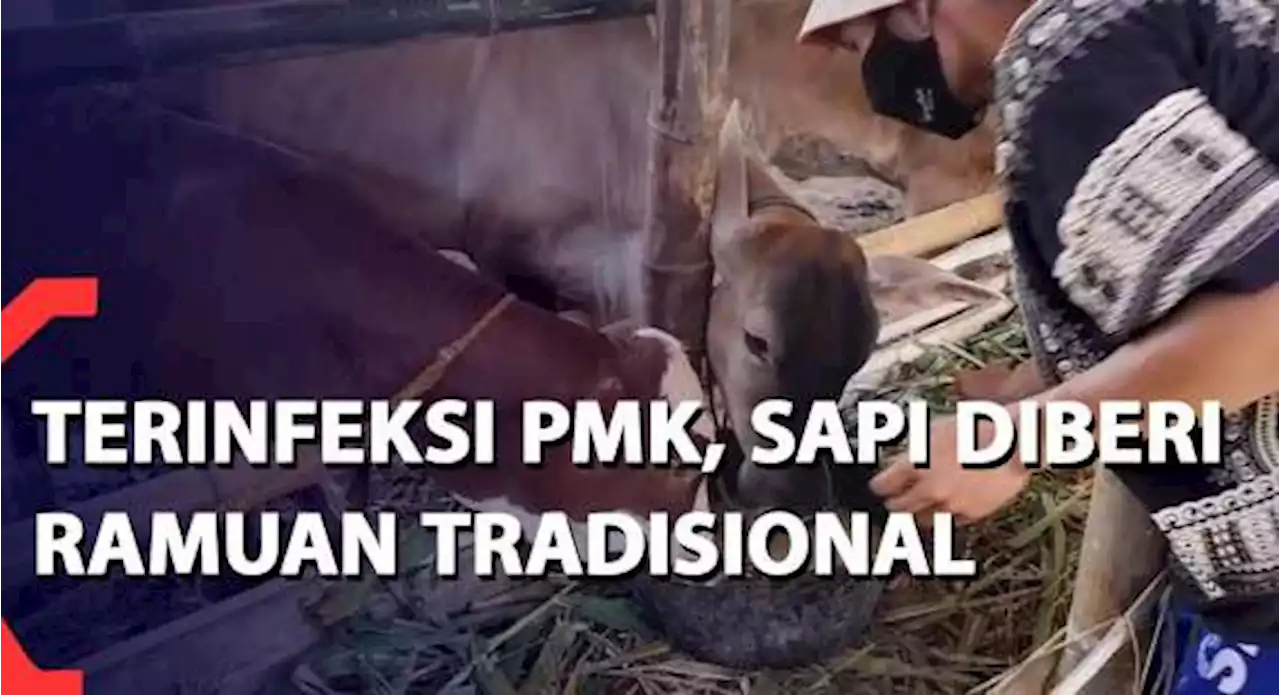 Terinfeksi PMK, Sapi Diberi Ramuan Tradisional