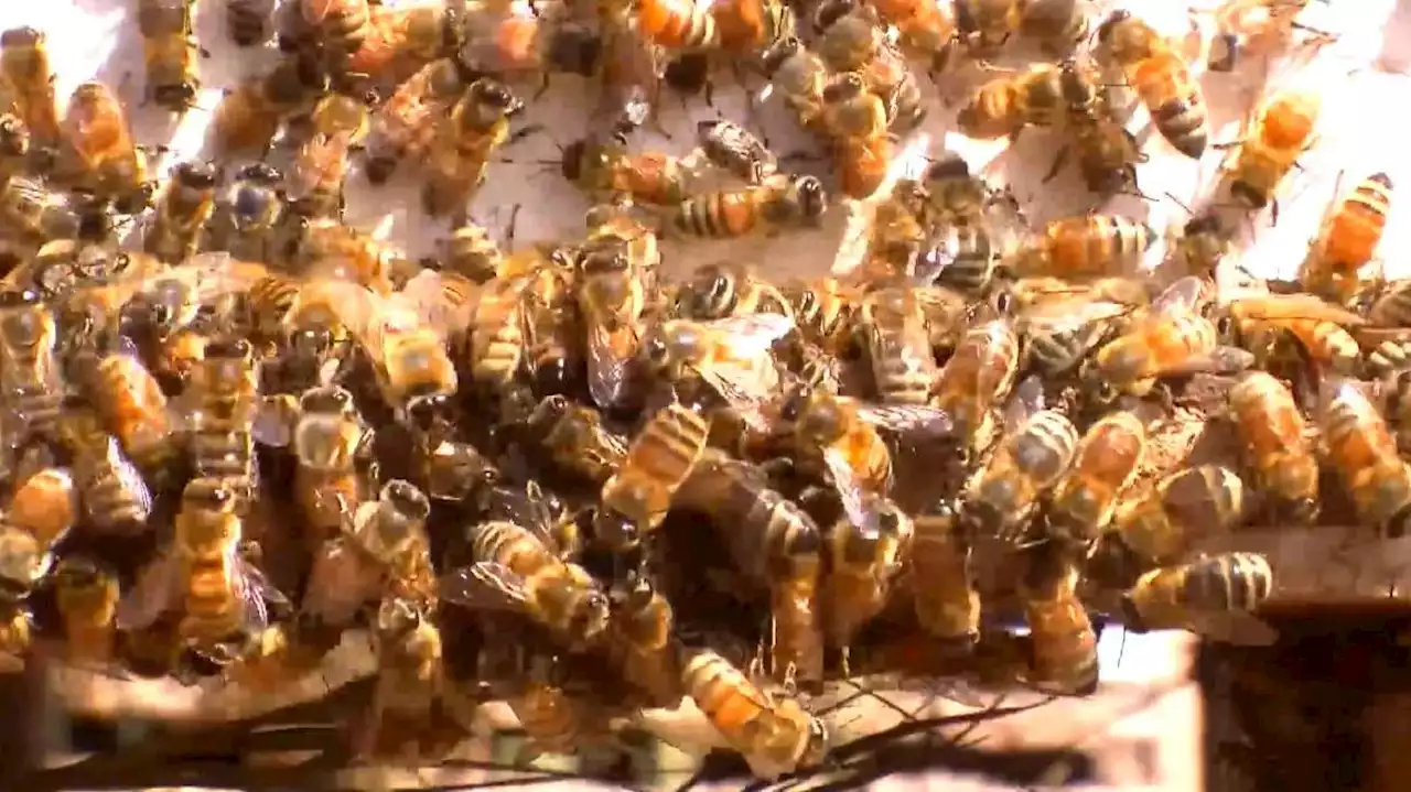 The bee buzz about the Beehive State looks bad in this study