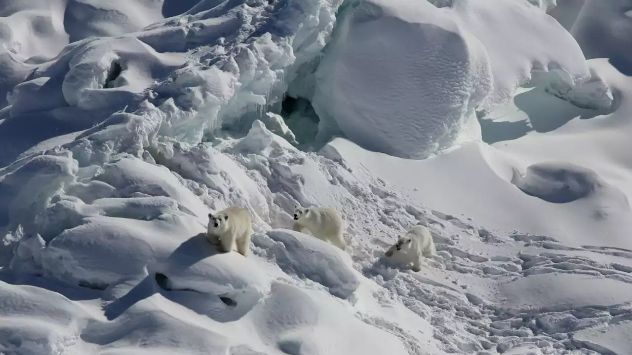 In a place with little sea ice, polar bears have found another way to hunt