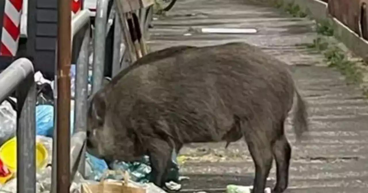 Enrico Mentana, 'cani e porci': in una foto, l'attacco estremo a Giletti?