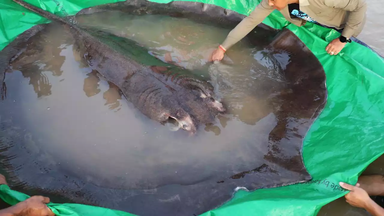 FOTO: Penampakan Ikan Air Tawar Terbesar di Dunia