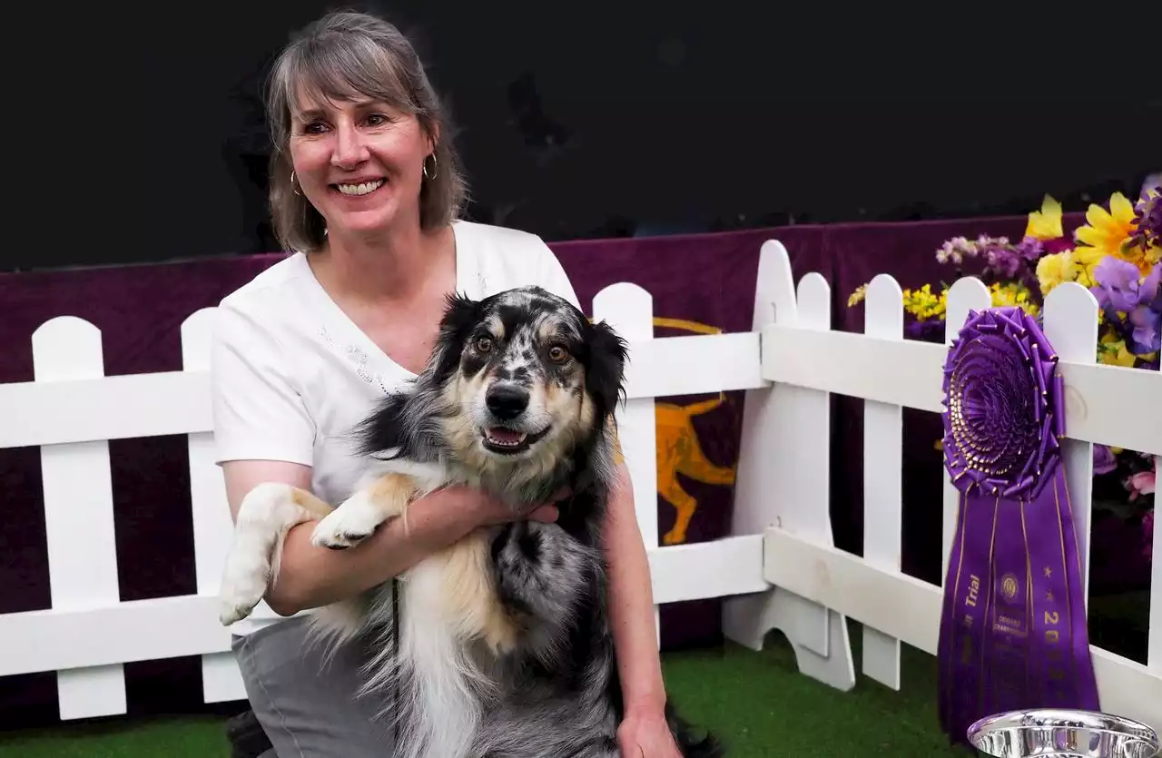 Westminster dog show 2022: Obedience winner is Willie in 7th consecutive N.J. victory