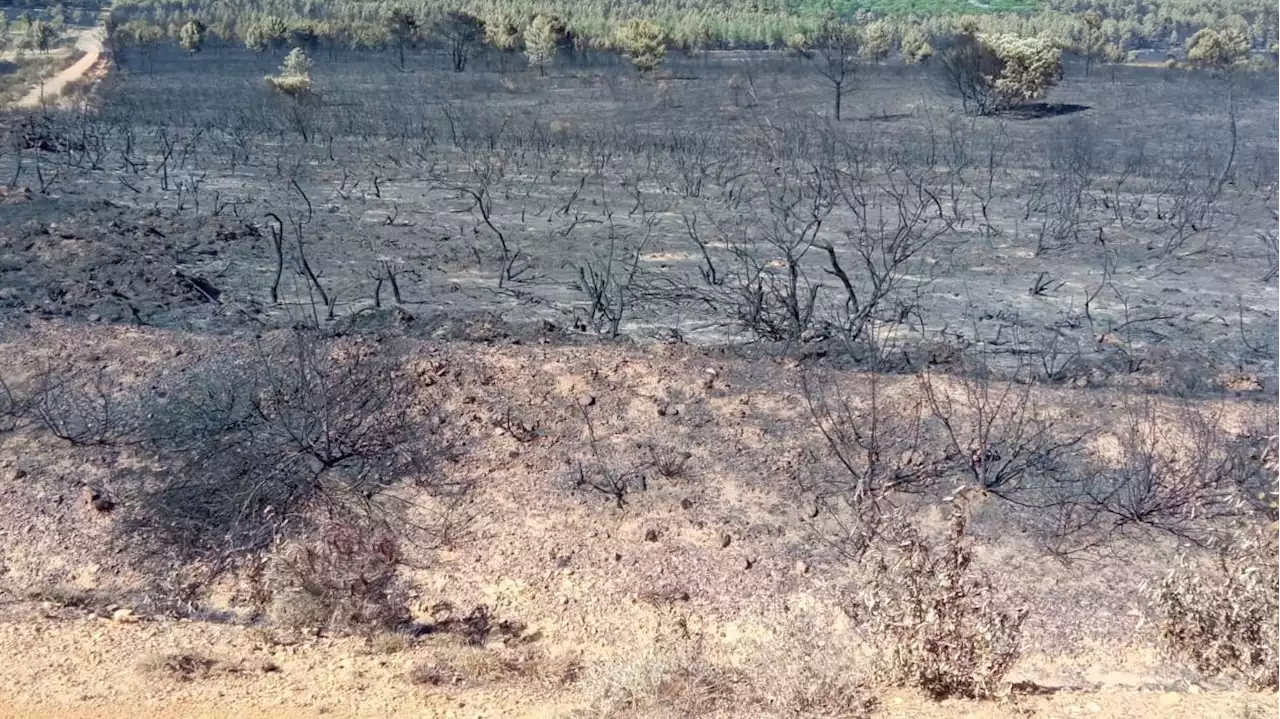 Ira y dolor entre los vecinos de Sierra de la Culebra: 'Era la España vaciada y ahora, la España devastada'