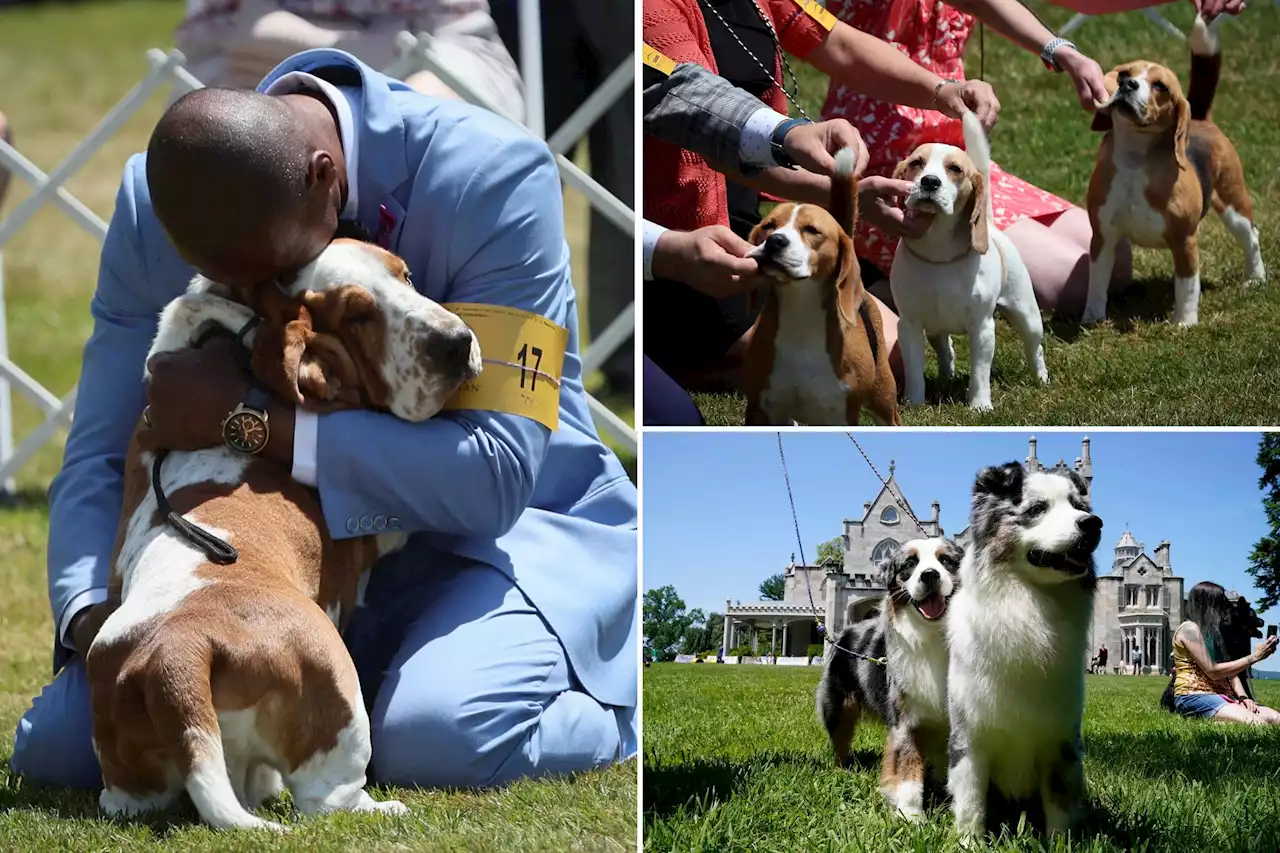 Great moments from the Westminster Dog Show