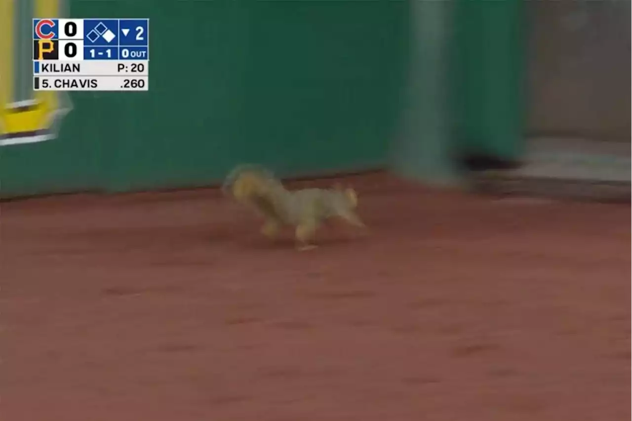 Squirrel steals show in Pirates-Cubs delay