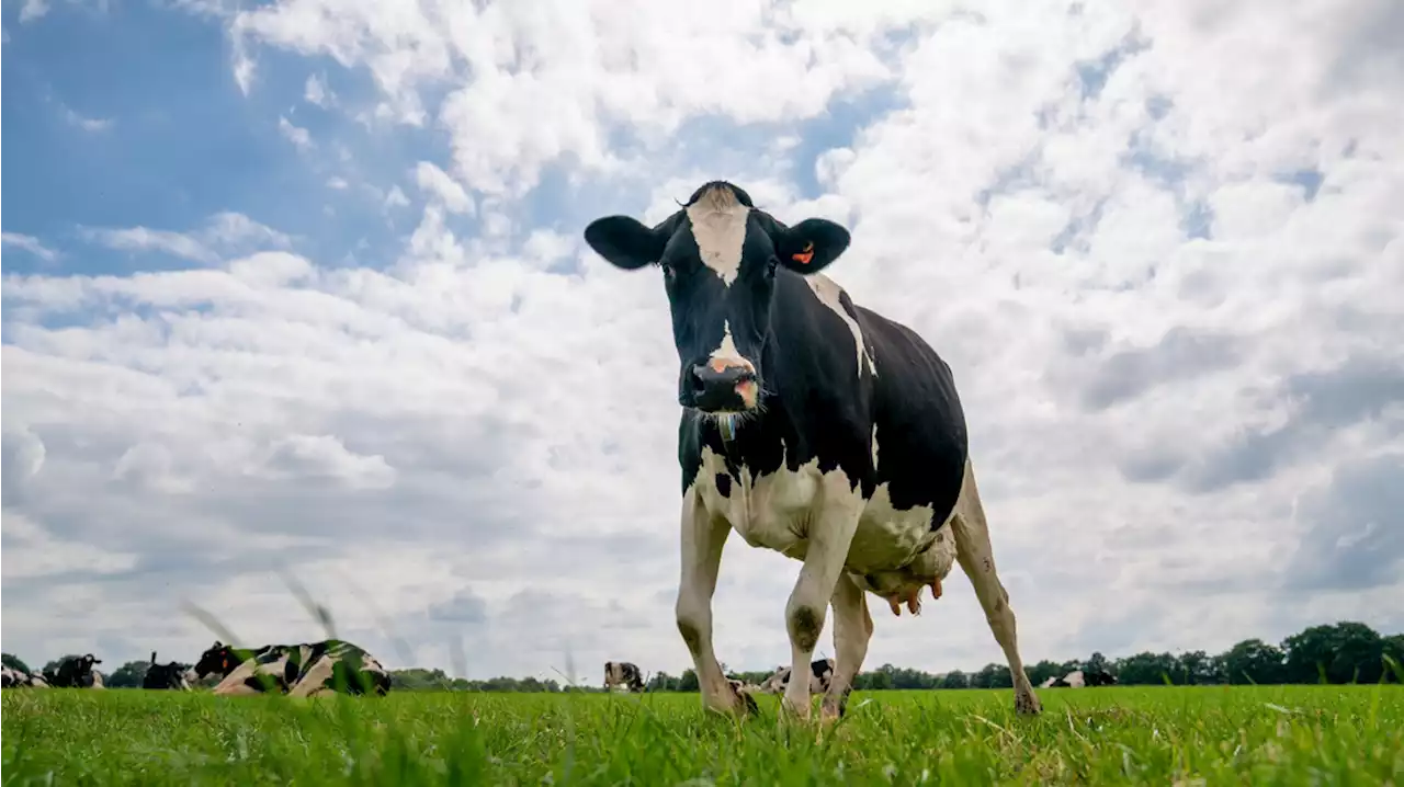 Ook Coevorden tegen stikstofplannen: 'We staan naast de boeren'