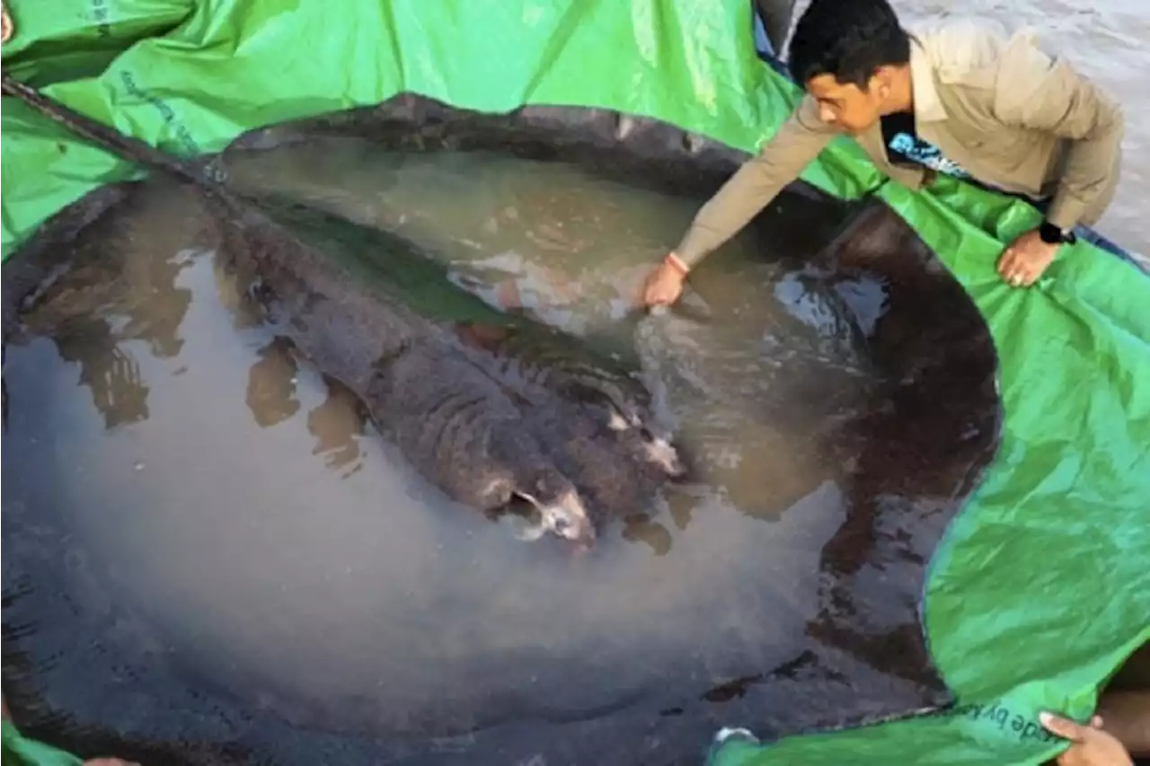 Ikan Air Tawar Terbesar di Dunia Tertangkap, Kalahkan Rekor Lele Raksasa 293 Kg