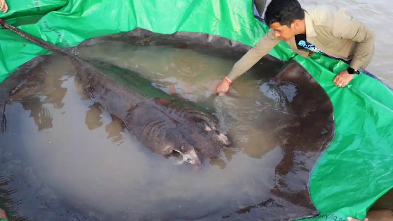 Größter Süßwasserfisch aller Zeiten gefangen