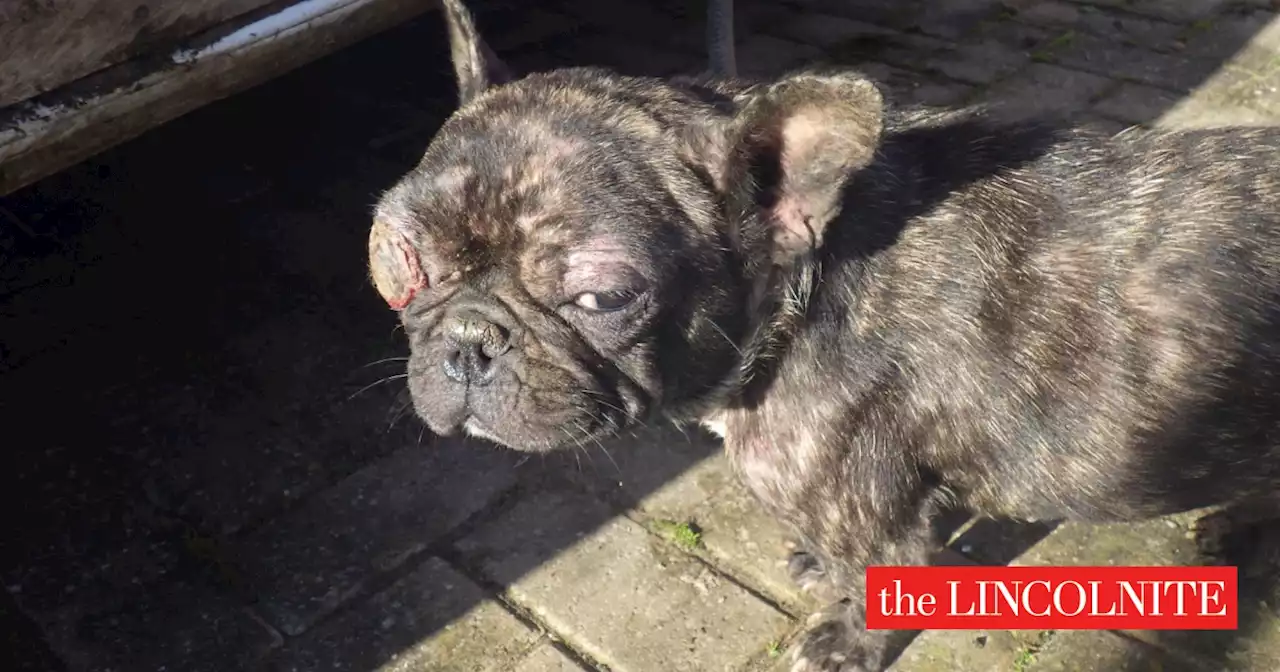 Eight dogs left in back of filthy van as one needs eye removed