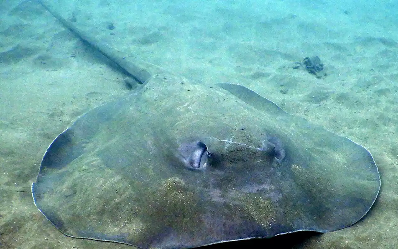 Penduduk Desa di Kamboja Temukan Ikan Pari Seberat 300 Kg, Jadi Ikan Air Tawar Terbesar di Dunia