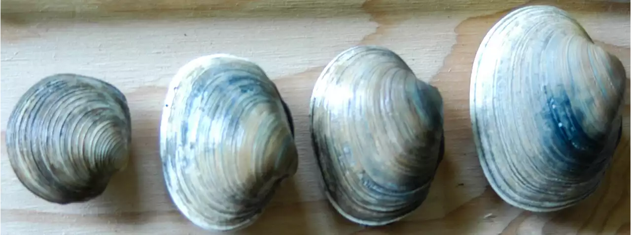 High levels of toxins in clams follows rapid warmup in Gulf of Alaska waters - Alaska Public Media