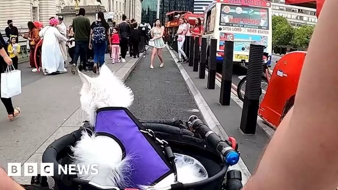 Westminster Bridge: Cat cyclist flags ice cream van chaos