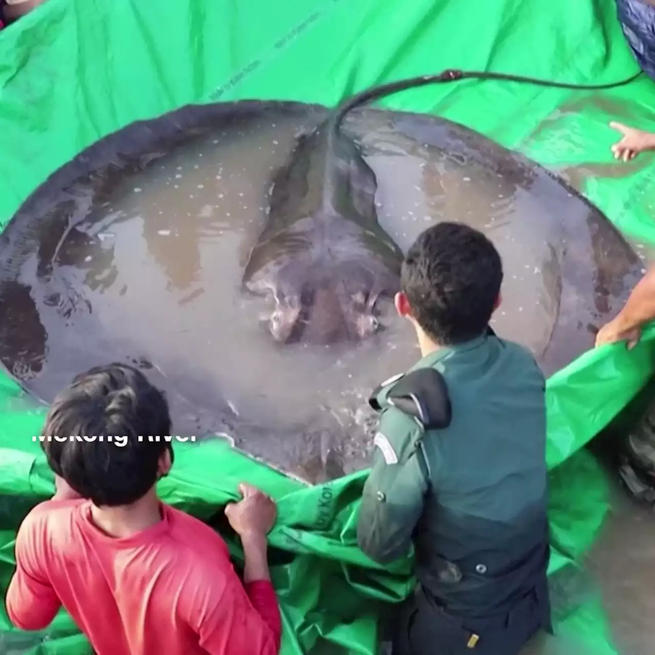 World's biggest freshwater fish, a 660-pound stingray, caught in Cambodia