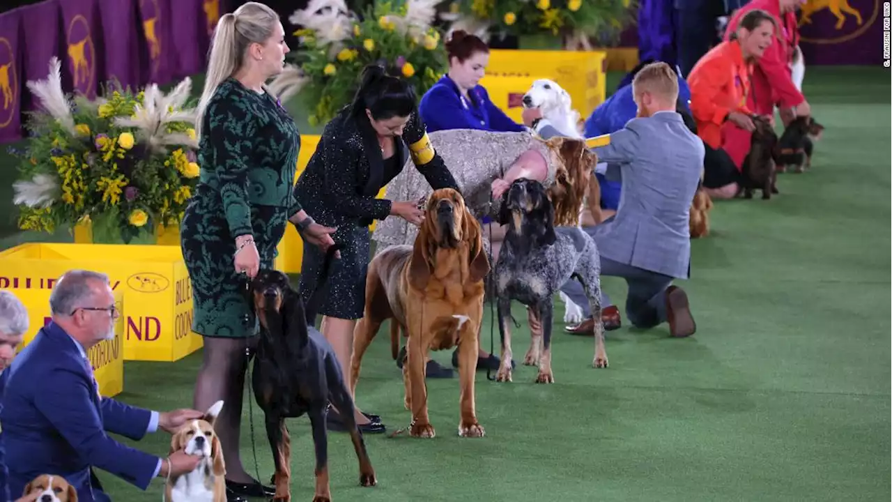 Meet the pups headed to the Westminster Dog Show final