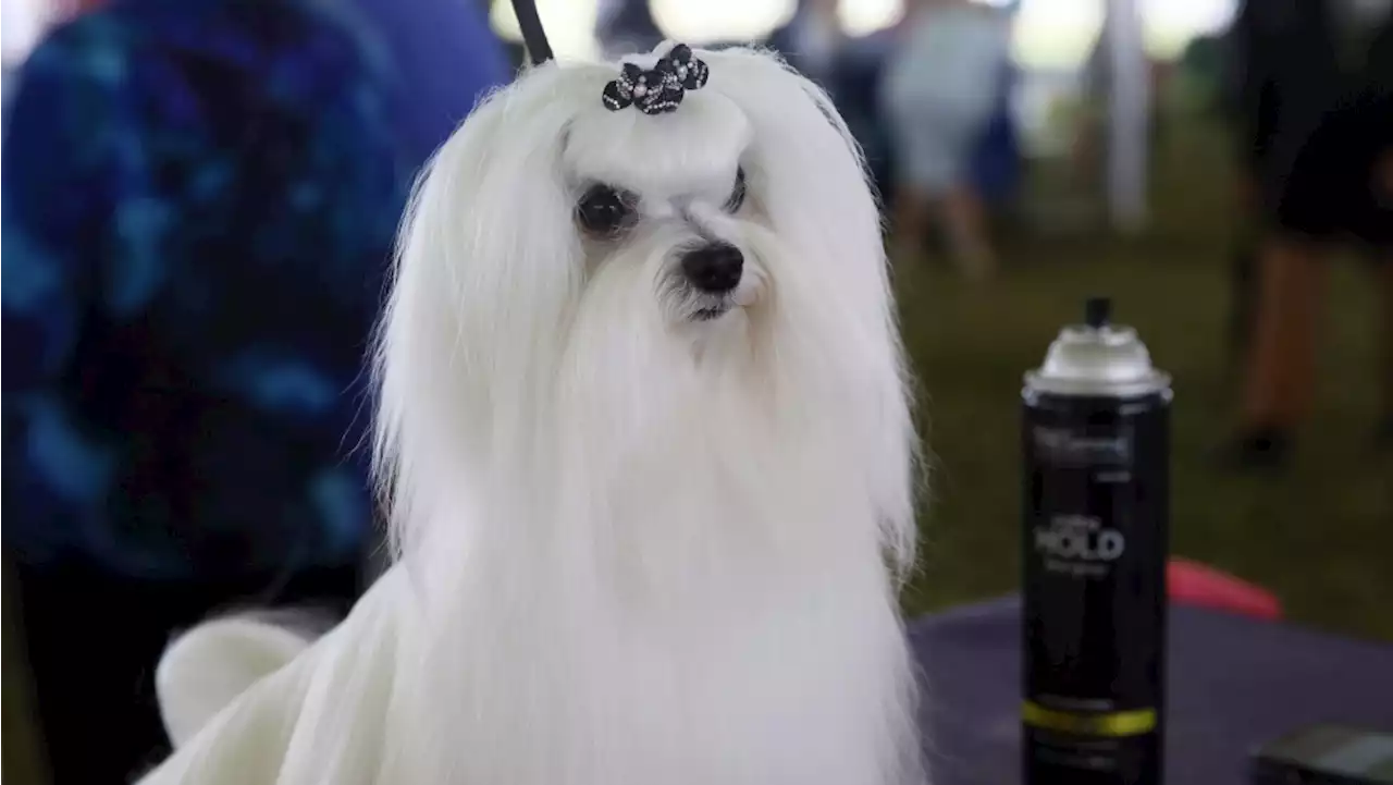 Westminster dog show gets 4 finalists, and one has NFL ties