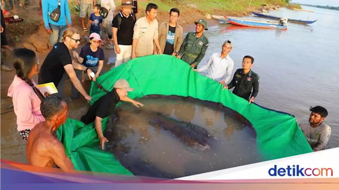 Wow... Nelayan Tangkap Ikan Air Tawar Terbesar, Begini Wujudnya