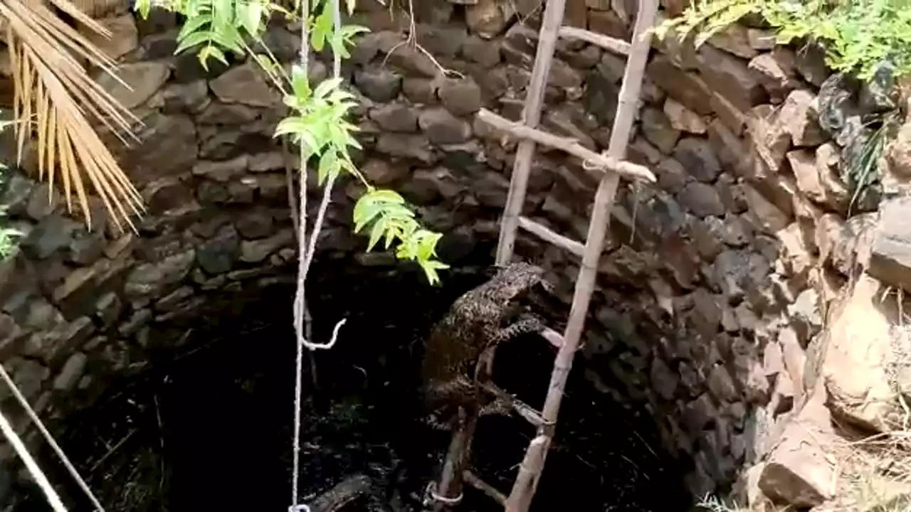 Watch: Leopard rescued from well by first responders in India