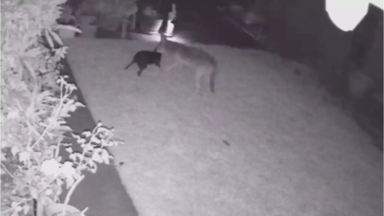 VIDEO: Coyote attacks dog in Huntington Beach, family wants city to solve coyote problem