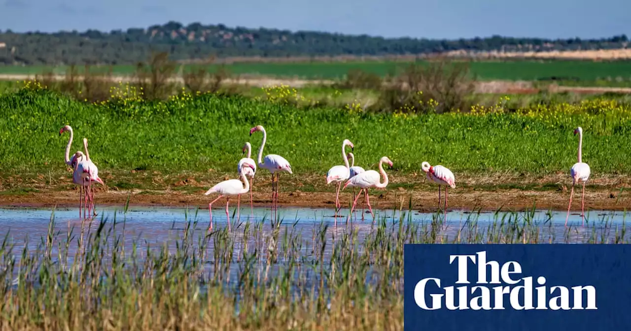 EU plan to halve use of pesticides in ‘milestone’ legislation to restore ecosystems