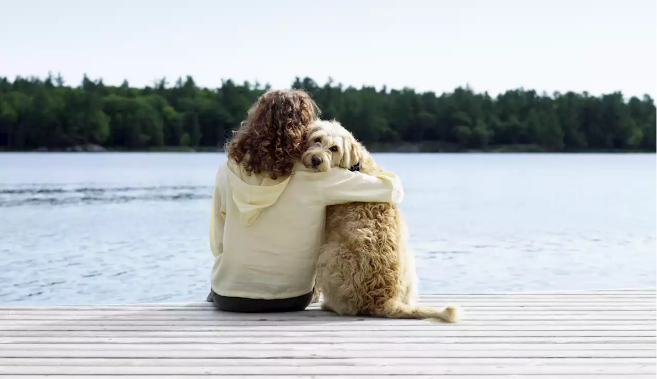 Vets Say Anxiety Vests for Dogs Can Help Calm Their Nerves—Here Are the Best Ones To Shop