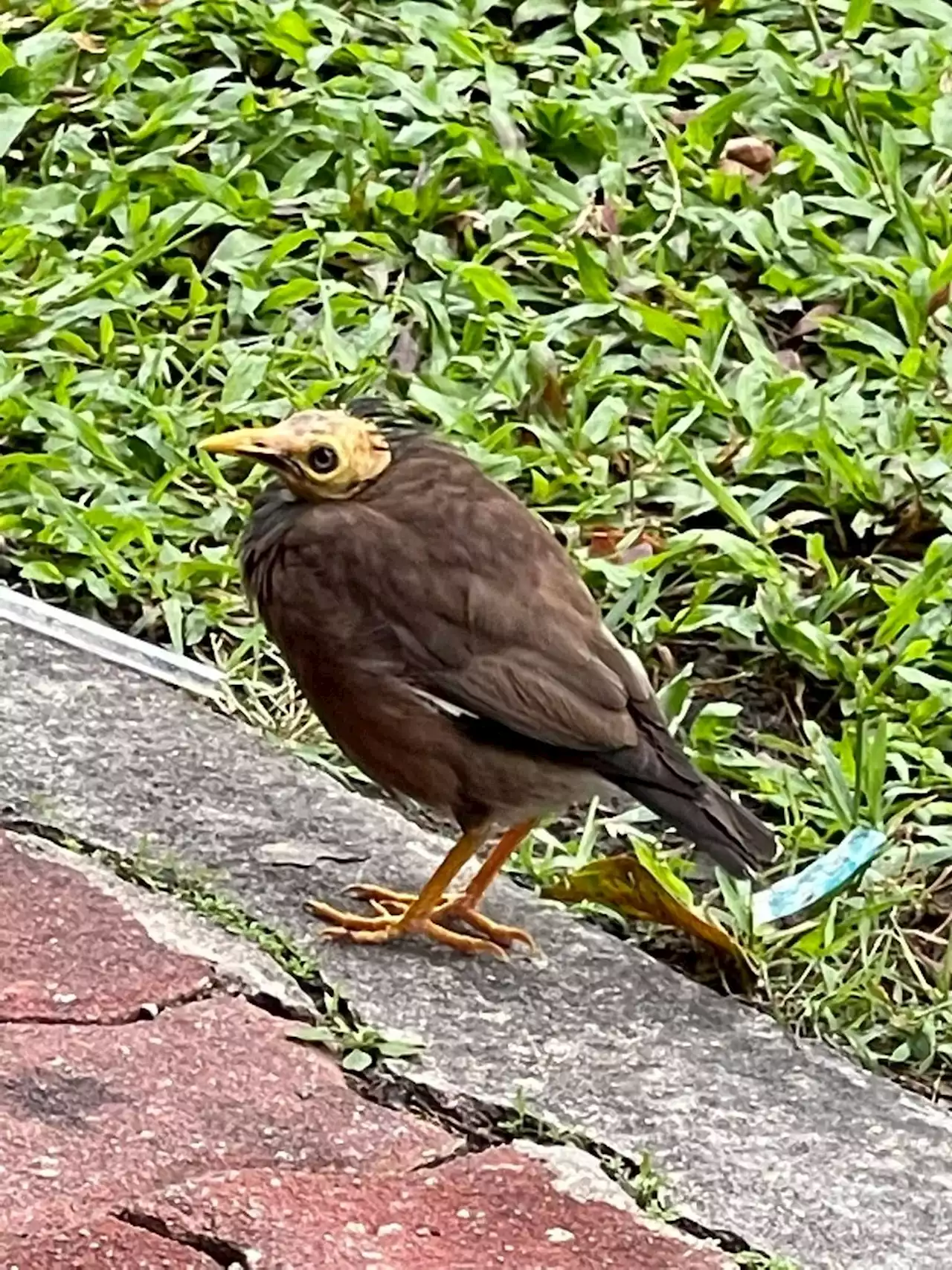 Netizens joke on bald Mynah, saying it ate too much MSG - The Independent Singapore News