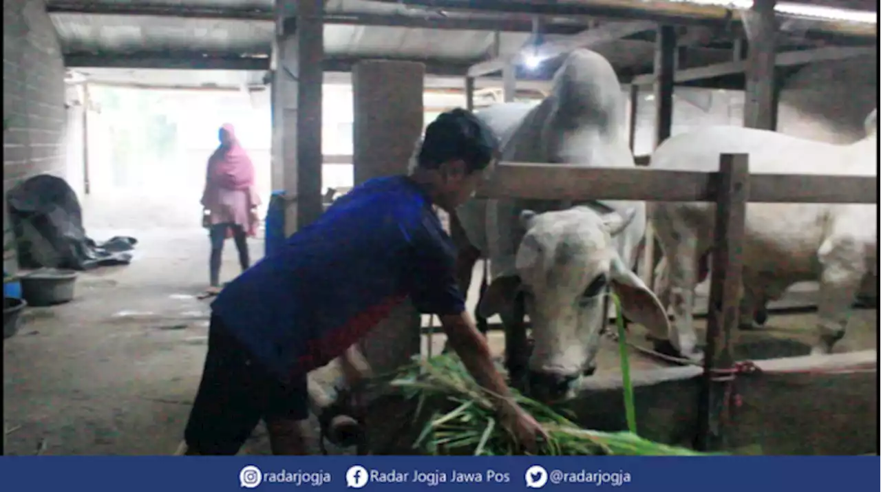 Jokowi Jatuhkan Pilihan Sapi Kurban Milik Warga Sleman Berbobot 850 Kg