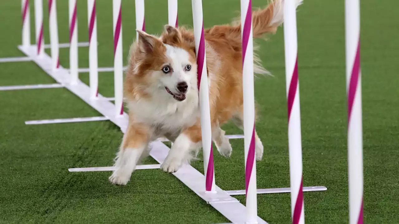 The Westminster Dog Show is a refreshing alternative to usual sports | David Whitley