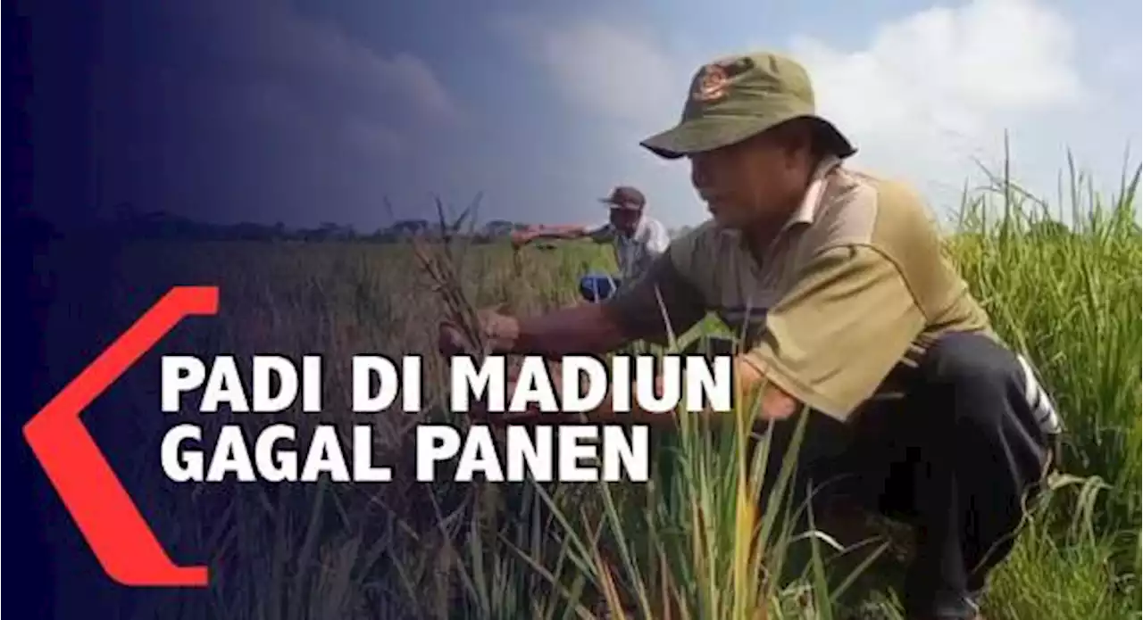 Hama Wereng Meluas Petani Di Madiun Gagal Panen