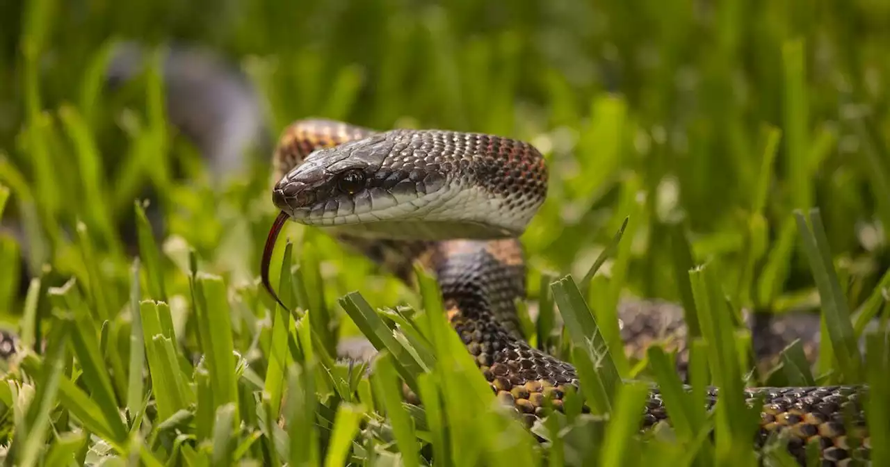 Snake season has arrived in Texas – here’s what you need to know