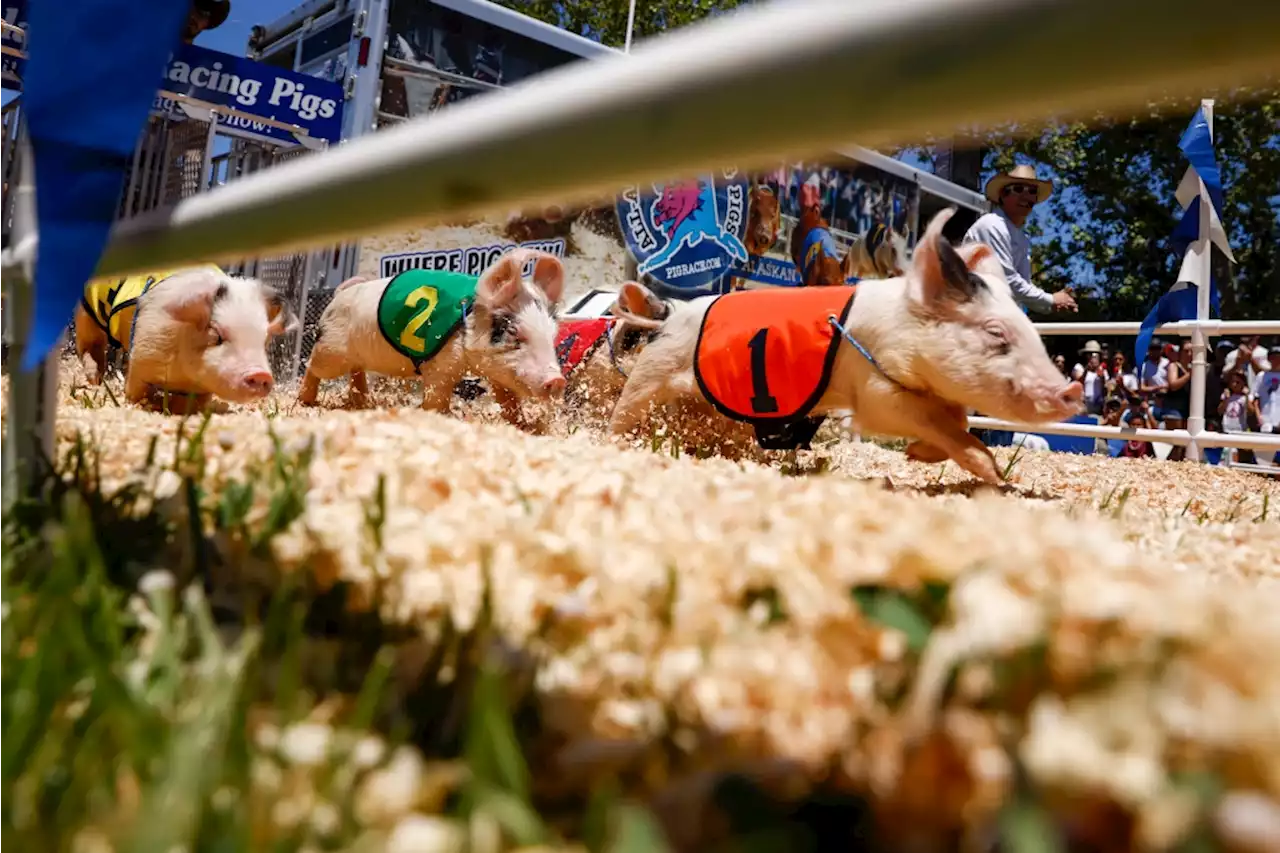 Here are all the Northern California County Fairs you can still catch in 2022