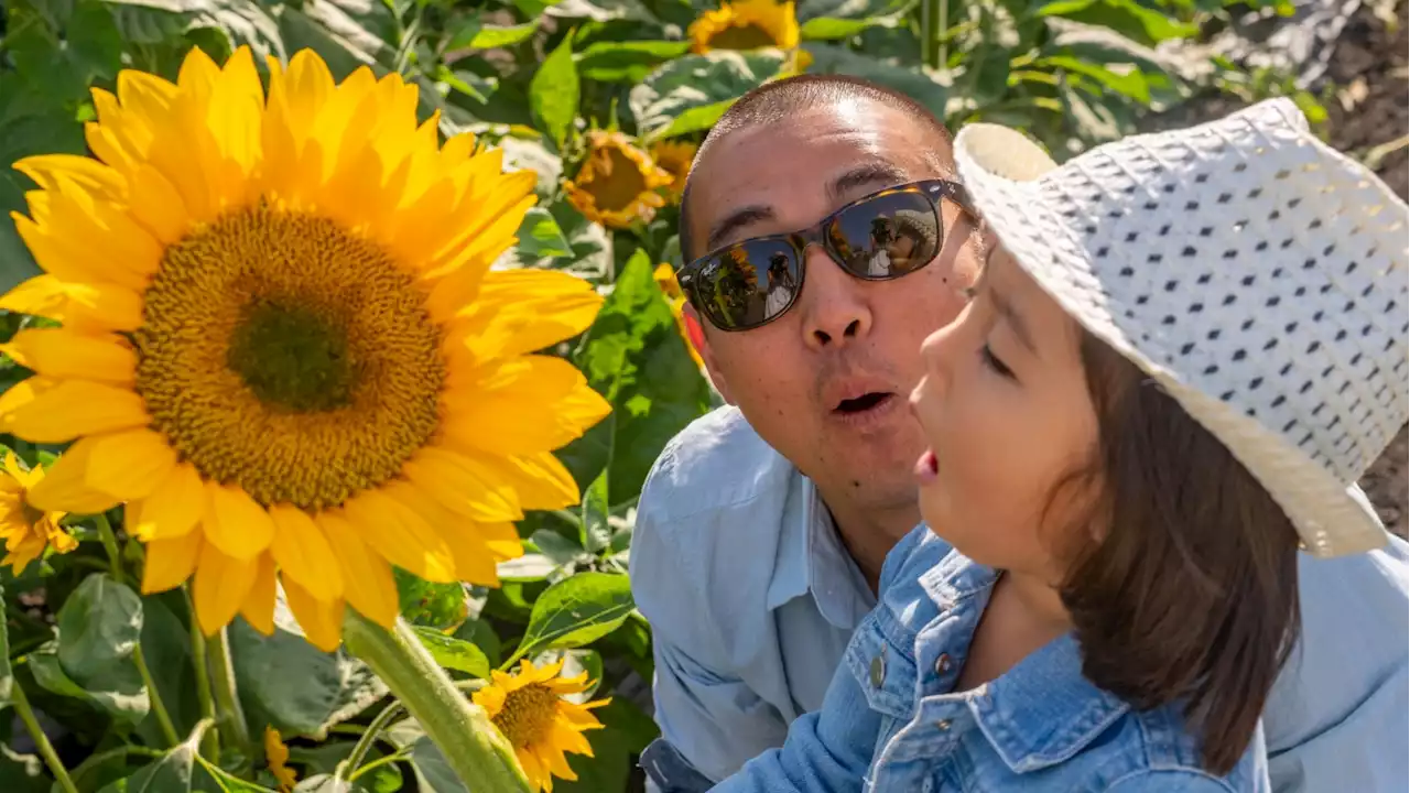 Sunflower Picking Is in Full Bloom at Hana Field