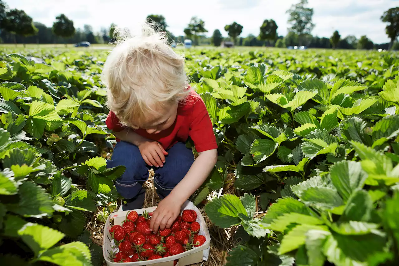 Pick-Your-Own Fruits and More at These NY, NJ, CT Farms This Summer