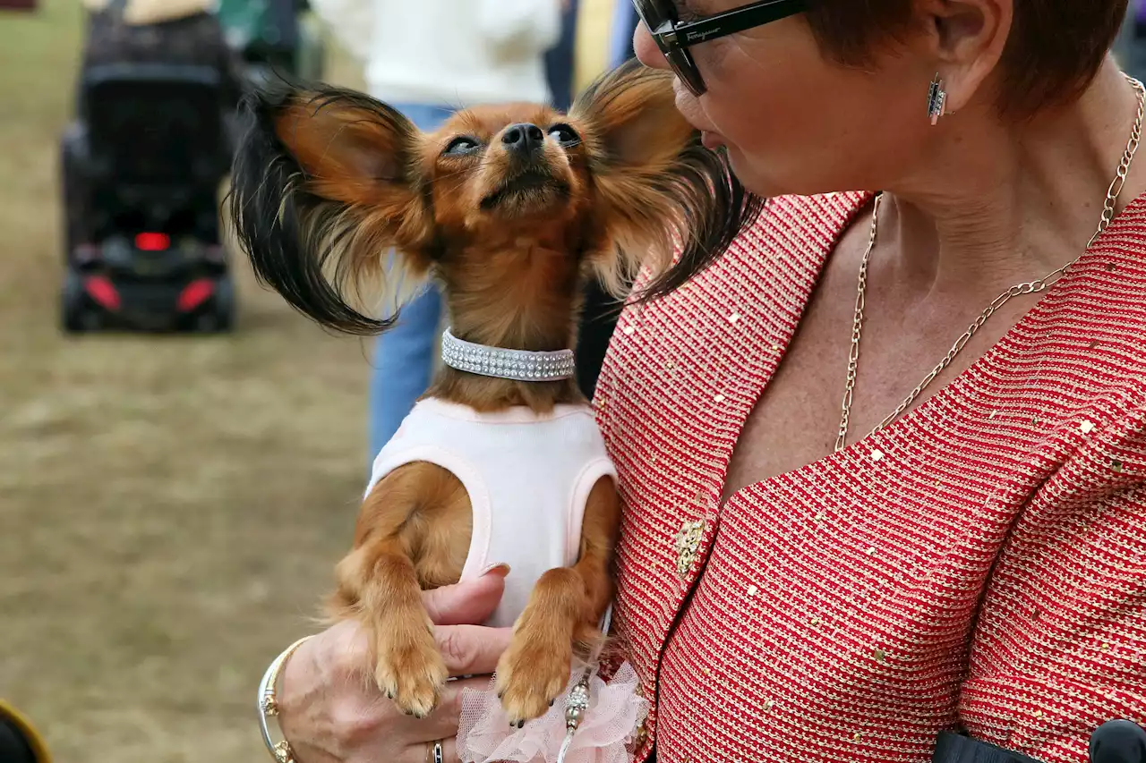 Westminster Dog Show Gets 4 Finalists, and One Has NFL Ties