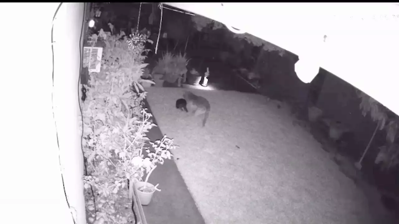 Watch: Labrador Retriever Chases Off Coyote Who Had Family's Boston Terrier in Mouth