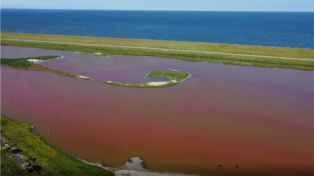 Een bijzonder verschijnsel, na vijf jaar is het roze water terug op Texel