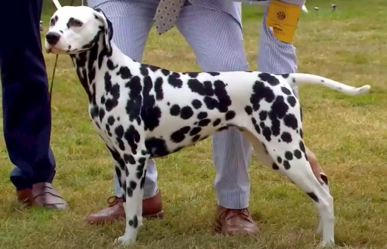 Westminster 2022: NFL player’s French bulldog vies for best in show, N.J. Dalmatian earns No. 2 spot