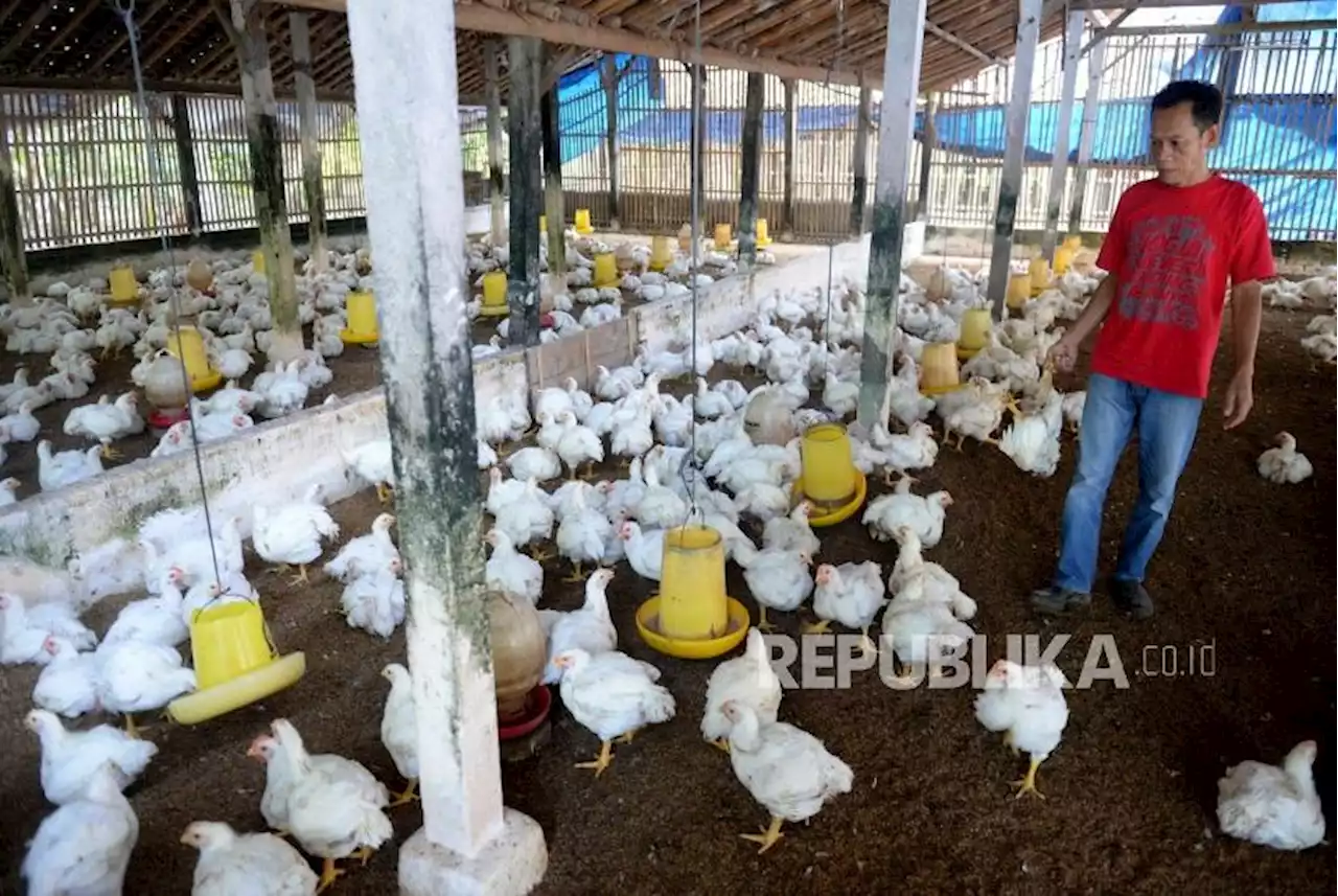 Pasokan Melimpah, Peternak Mandiri Ingin Bisa Ikut Ekspor Ayam |Republika Online