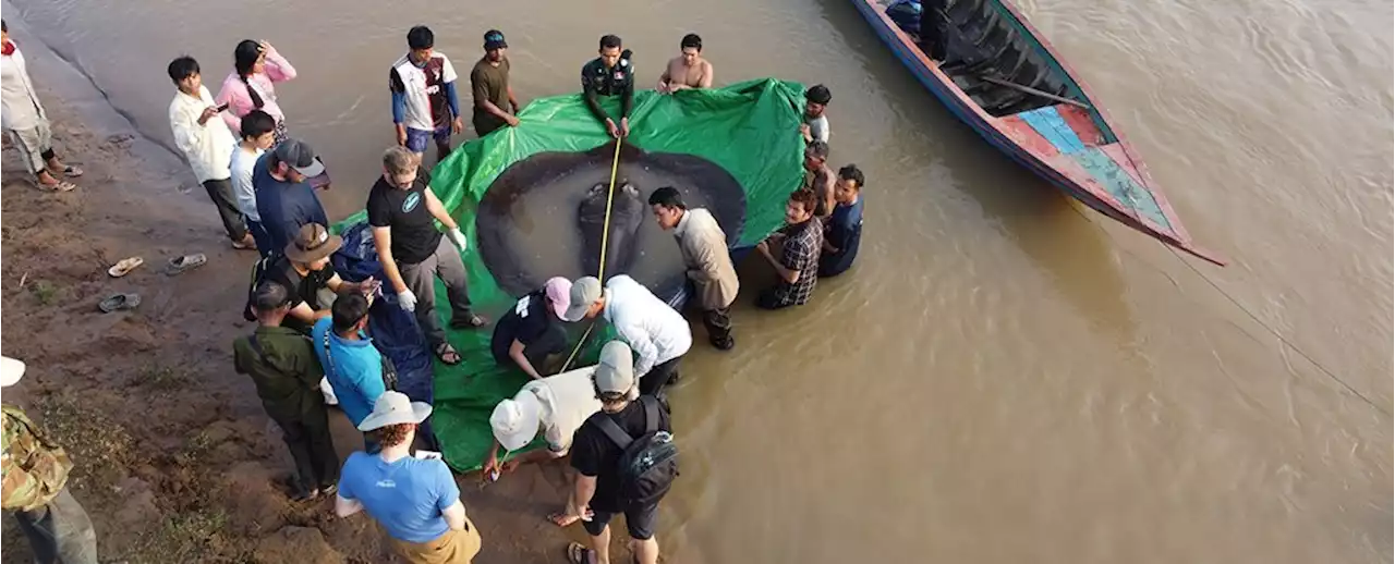 'World's Biggest' Freshwater Fish Netted (And Released!) in Cambodia