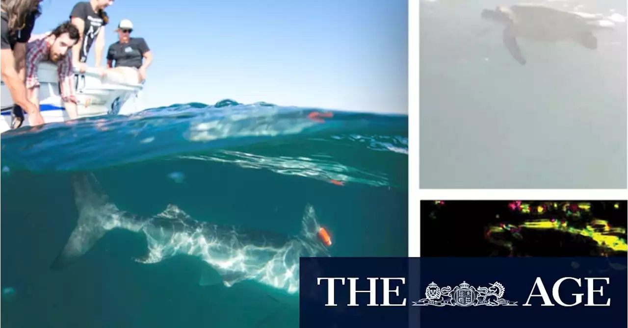 ‘Shark cams’ reveal Ningaloo sea turtles freeze to escape predators’ gaze