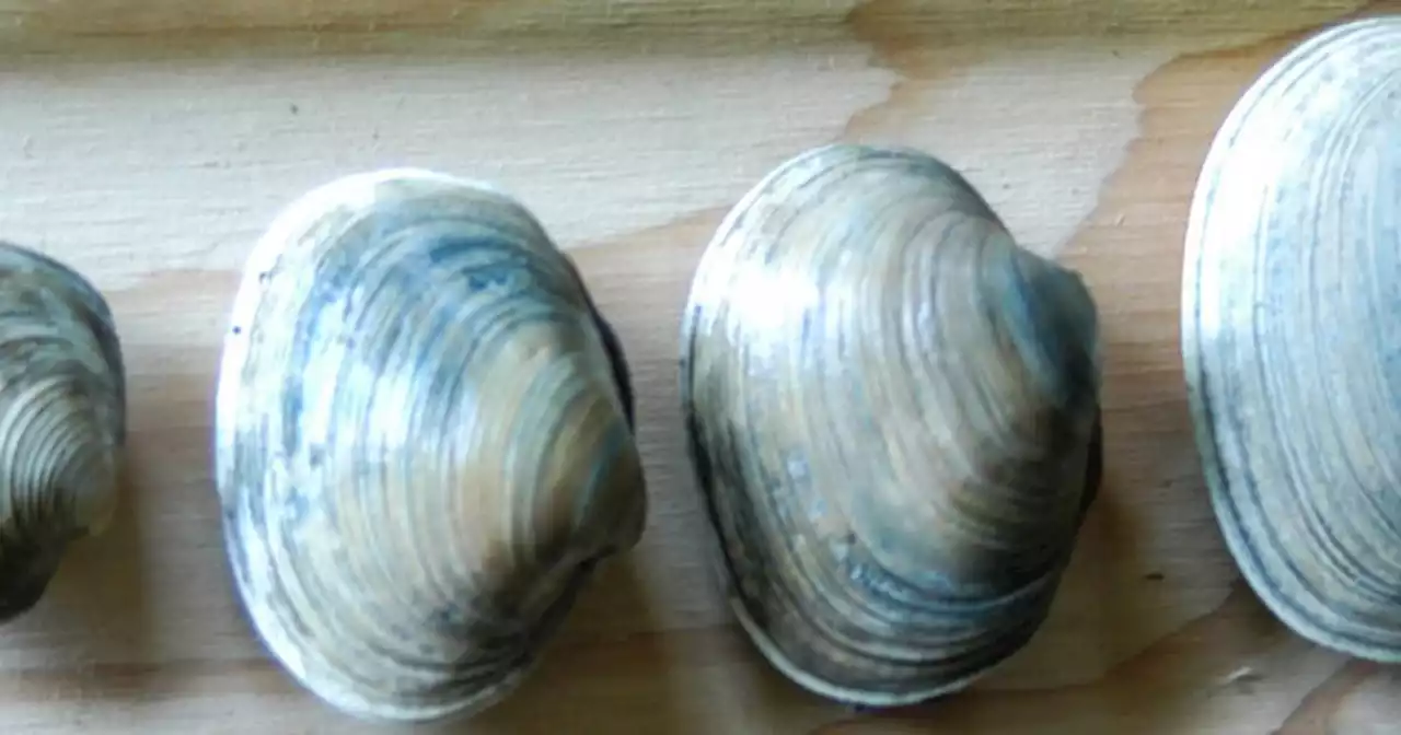 High levels of toxins in clams follow rapid warmup in Gulf of Alaska waters