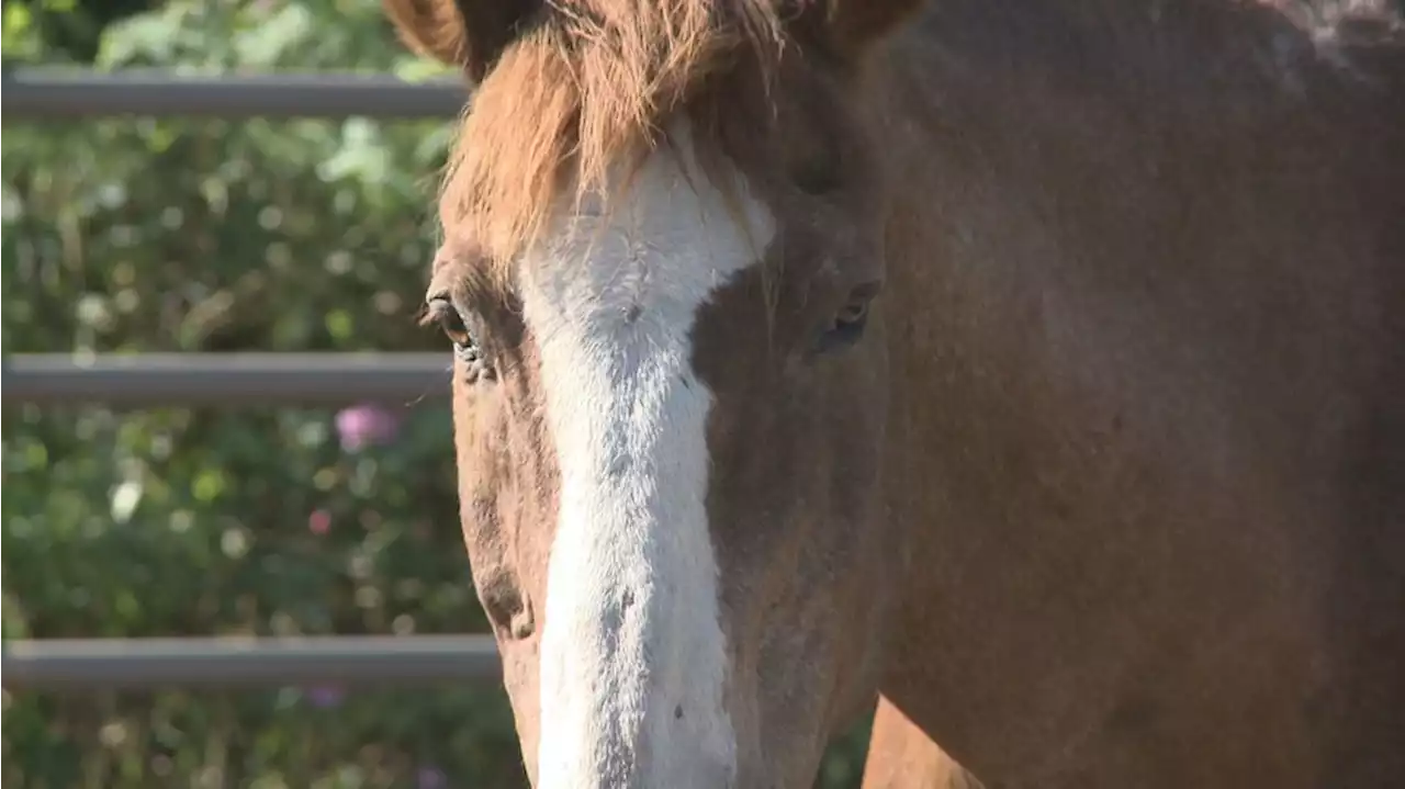 Equine Assisted Therapy Alaska is back in the saddle offering summer riding sessions