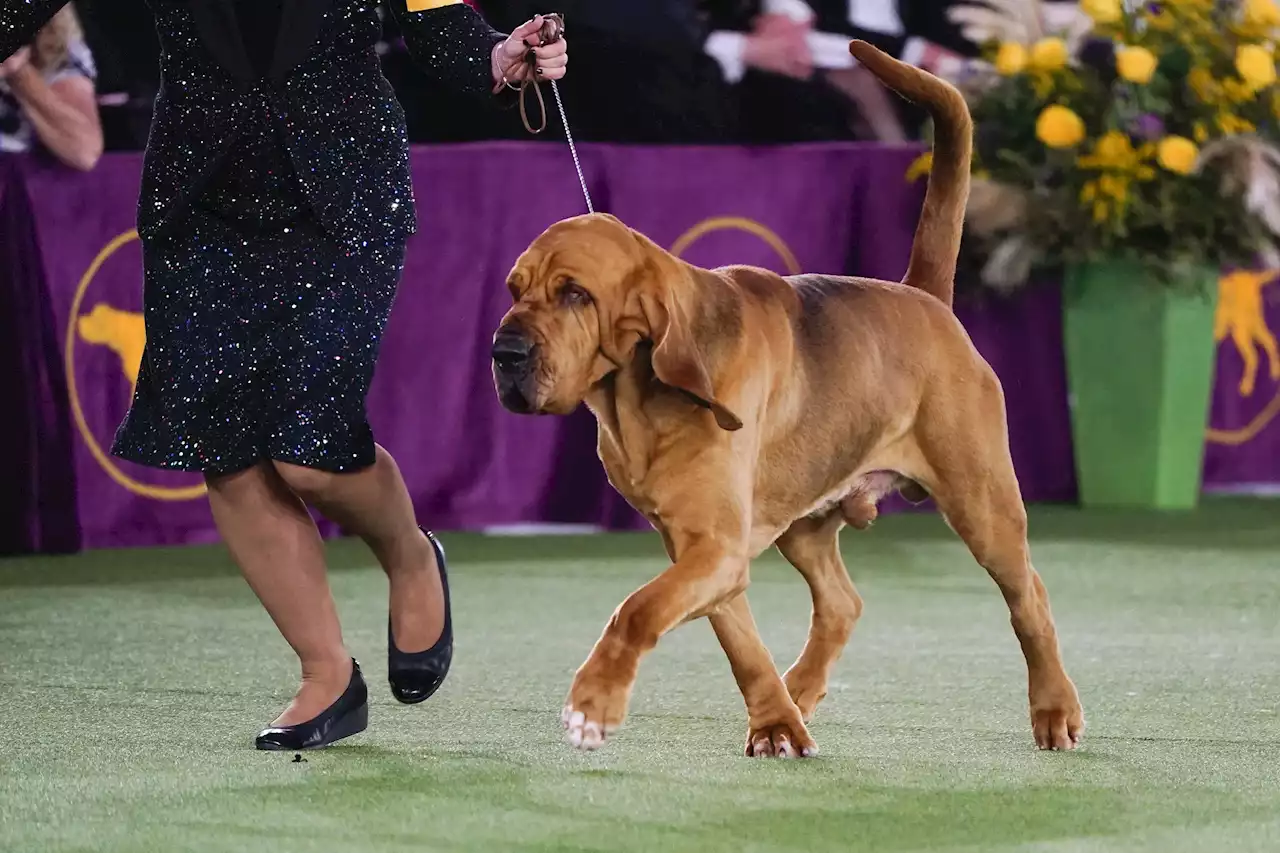 Sound off! Trumpet is 1st bloodhound to win Westminster show