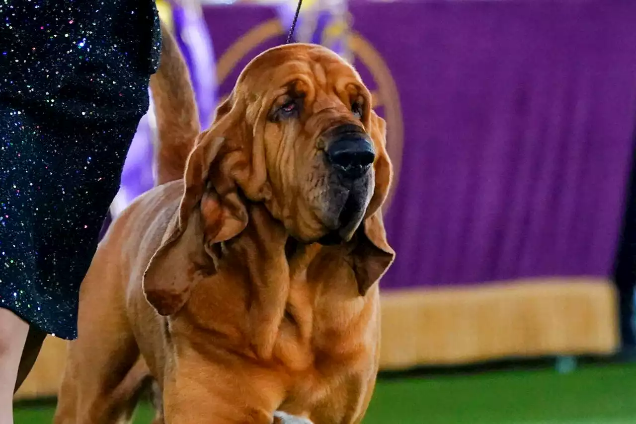 Trumpet is 1st bloodhound to win Westminster show