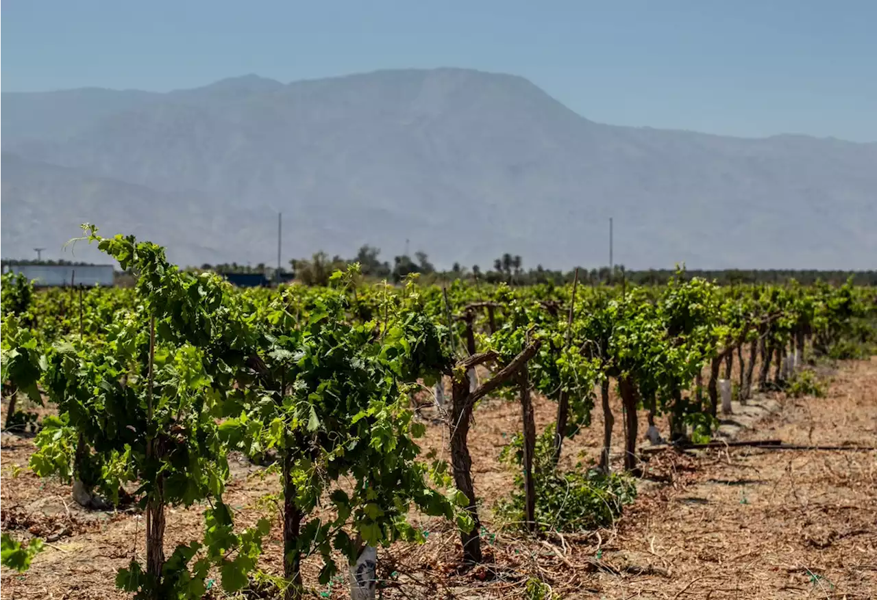 Will Climate Change Help Hybrid Grapes Take Root?