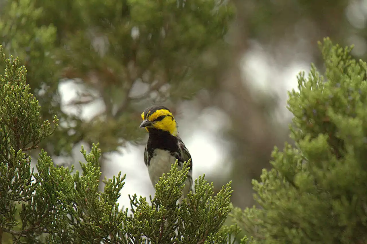 Hundreds of bird species can be found in San Antonio. Here's why.