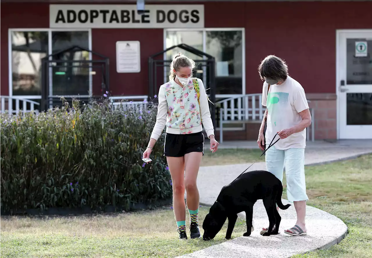 Without foster groups, more animals at ACS would die