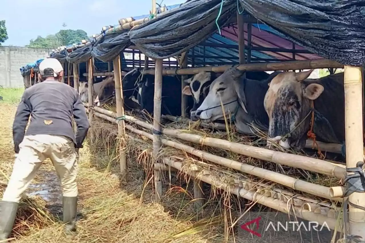 Menjelang Hari Raya Kurban Pemkot Tasikmalaya Terjunkan Tim Pemeriksa Kesehatan Ternak