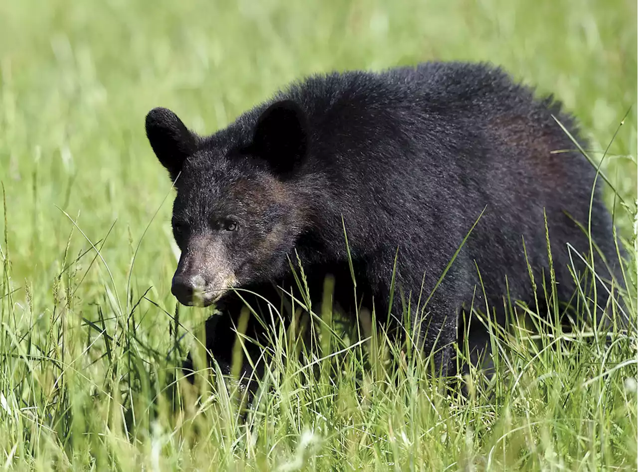 Bear killed after run-in with Tahoe woman who left her door open