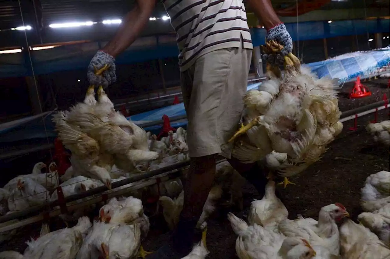 Agriculture and Food Industries Ministry to monitor chicken supply at farm level